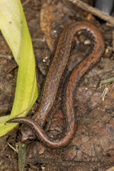 Batrachoseps gregarius