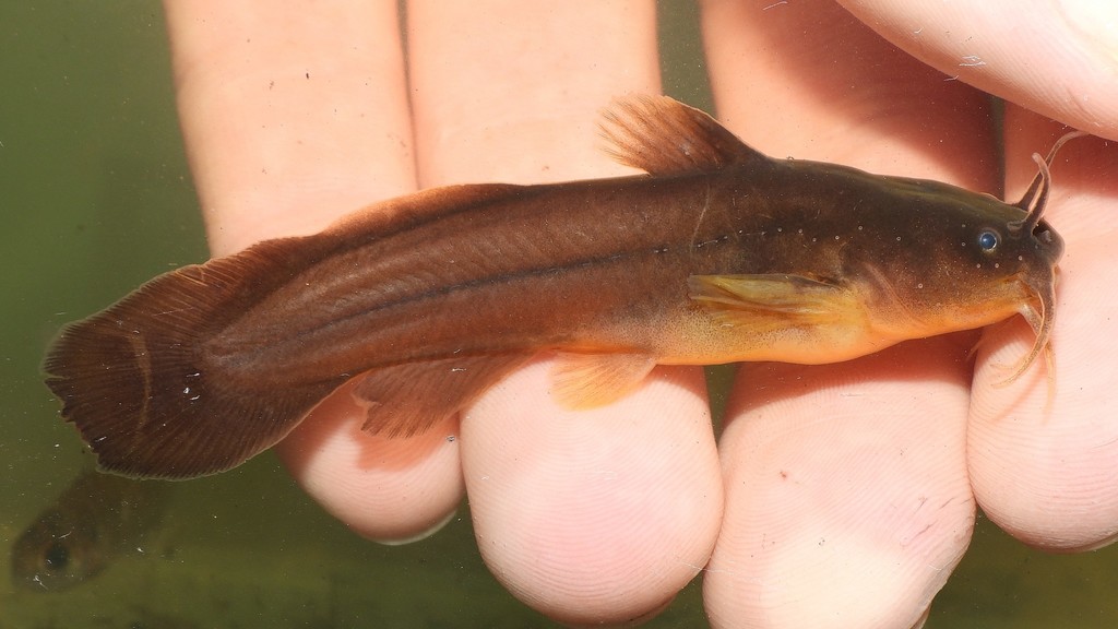 Tadpole Madtom
