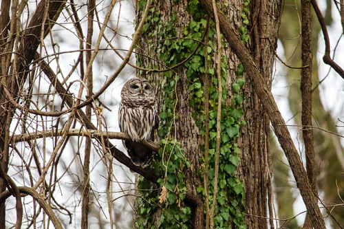 Barred Owl photographed in Tennessee
