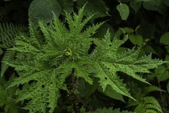 Girardinia diversifolia