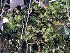 Atrichum angustatum