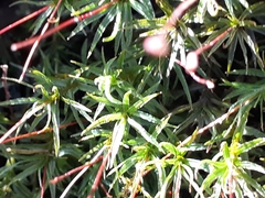 Atrichum angustatum