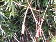 Atrichum angustatum