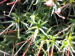 Atrichum angustatum
