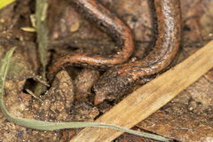 Batrachoseps gregarius