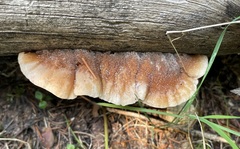 Amylocystis lapponica