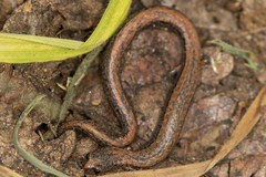 Batrachoseps gregarius