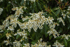 Pieris formosa
