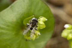 Andrena anisochlora