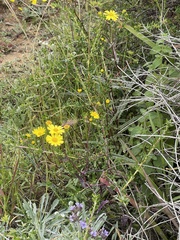 Senecio californicus