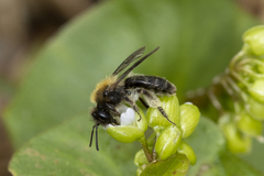 Andrena anisochlora