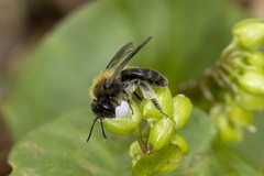 Andrena anisochlora