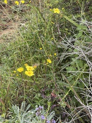 Senecio californicus