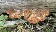 Amylocystis lapponica