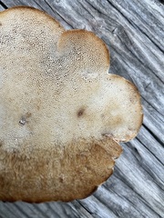 Amylocystis lapponica