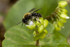 Andrena anisochlora