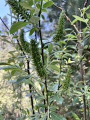 Salix paradoxa