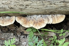 Amylocystis lapponica