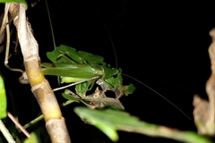 Neoconocephalus