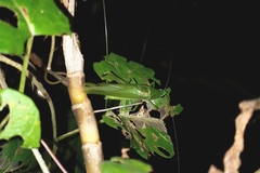 Neoconocephalus