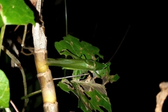 Neoconocephalus
