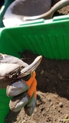 Plestiodon septentrionalis