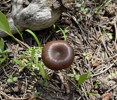 Pseudoomphalina angelesiana
