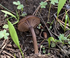 Pseudoomphalina angelesiana
