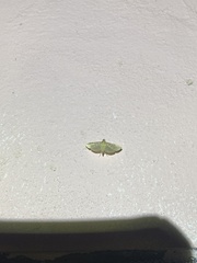 Microthyris anormalis