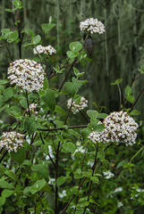 Viburnum foetidum