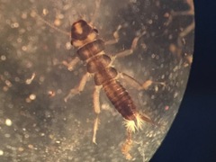 Hesperoperla pacifica