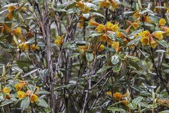 Rhododendron cinnabarinum