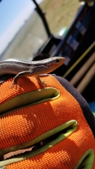 Plestiodon septentrionalis