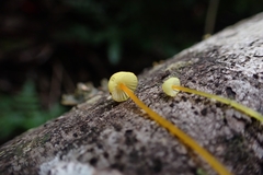 Mycena chusqueophila