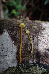 Mycena chusqueophila
