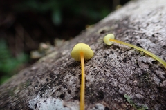 Mycena chusqueophila