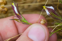 Cordylanthus pilosus pilosus