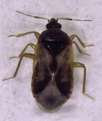 Lyctocoris campestris
