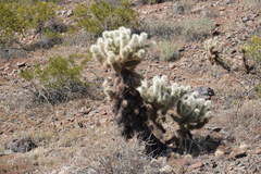 Cylindropuntia bigelovii