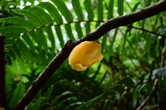 Aleurodiscus vitellinus