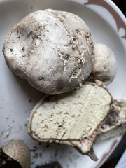 Calvatia fragilis