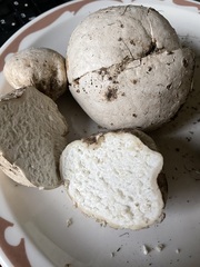 Calvatia fragilis