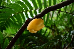 Aleurodiscus vitellinus