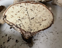 Calvatia fragilis