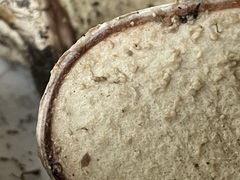 Calvatia fragilis