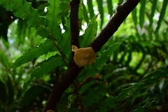 Aleurodiscus vitellinus