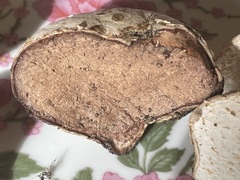 Calvatia fragilis