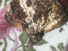 Calvatia fragilis