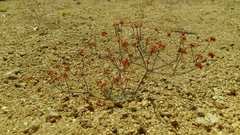 Eriogonum pusillum