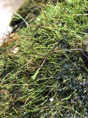 Phaeoceros carolinianus